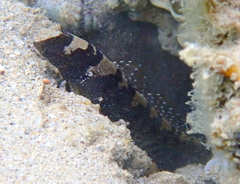 Maude's Shrimpgoby photo 2