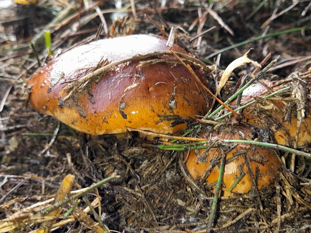 Tricholoma batschii · May 2025 · photo: © mphnz (iNaturalist, cc0)