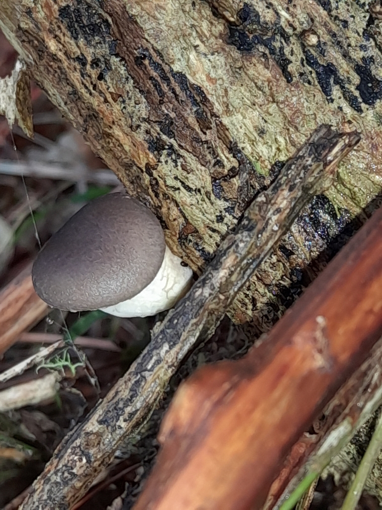 Pleurotus australis