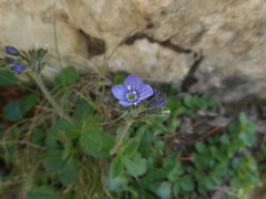 Veronica aphylla