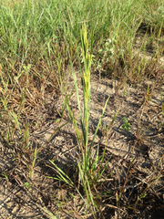 Andropogon glomeratus
