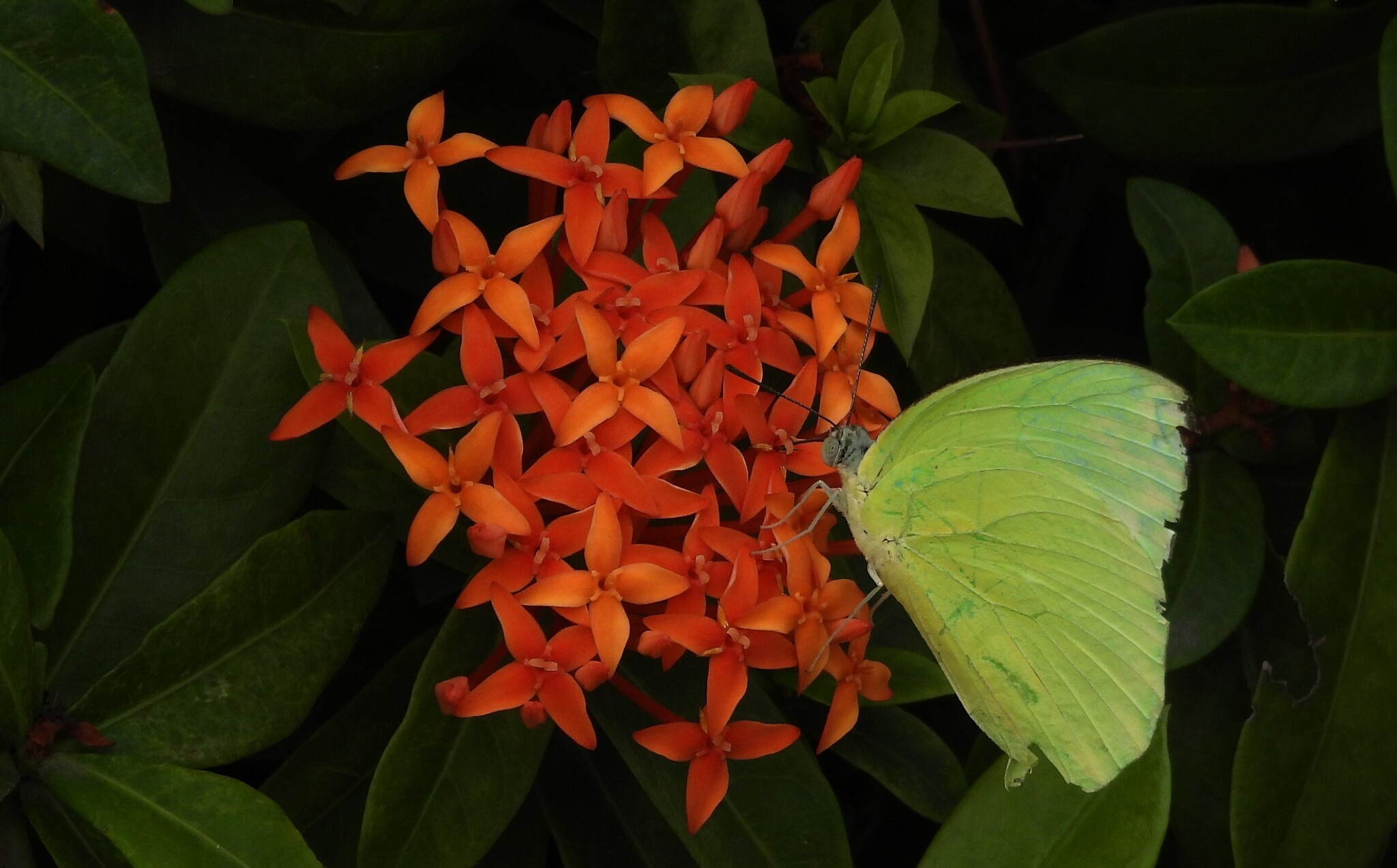 Lemon Emigrant