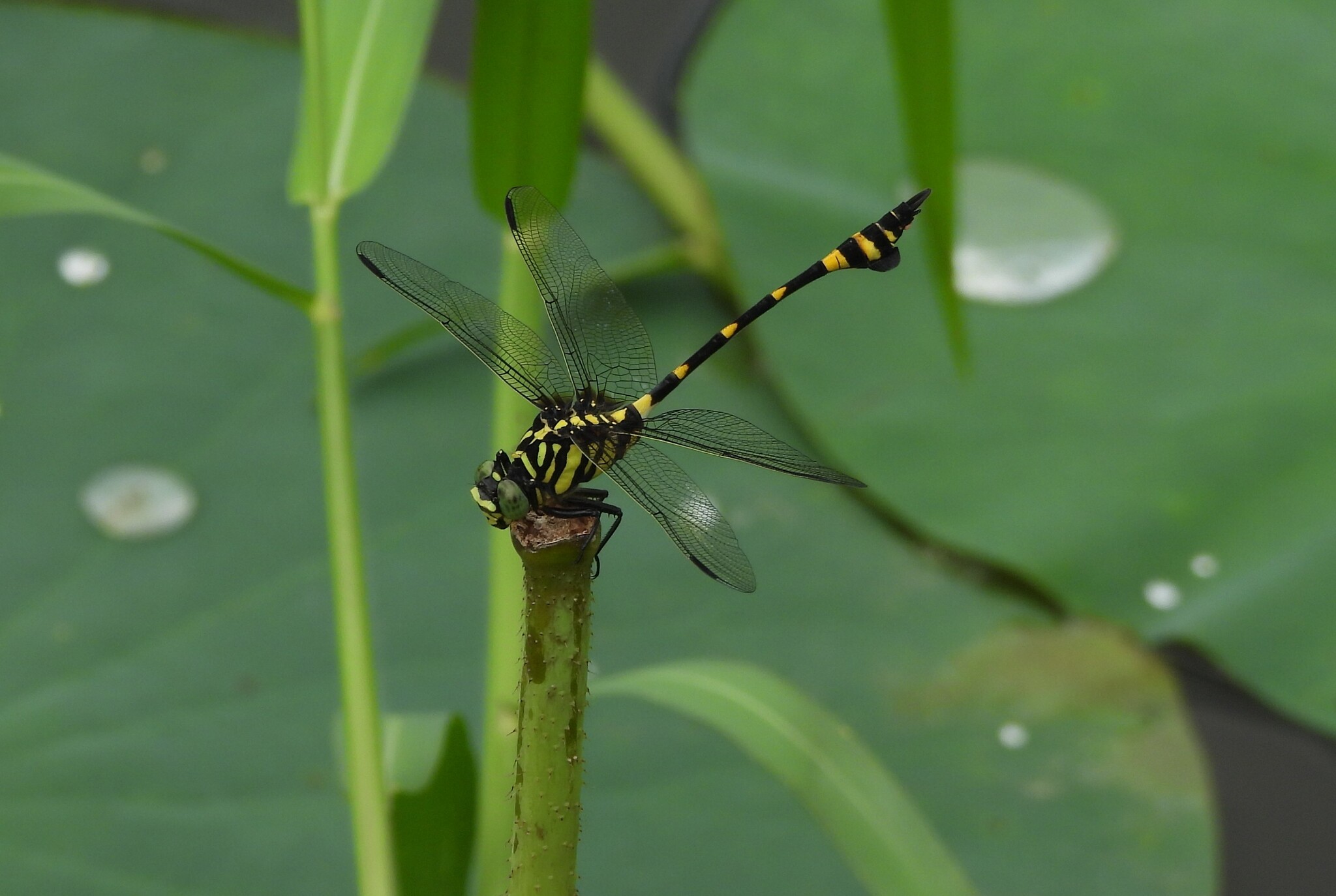 Indian Common Clubtail