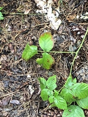 Rubus pubescens