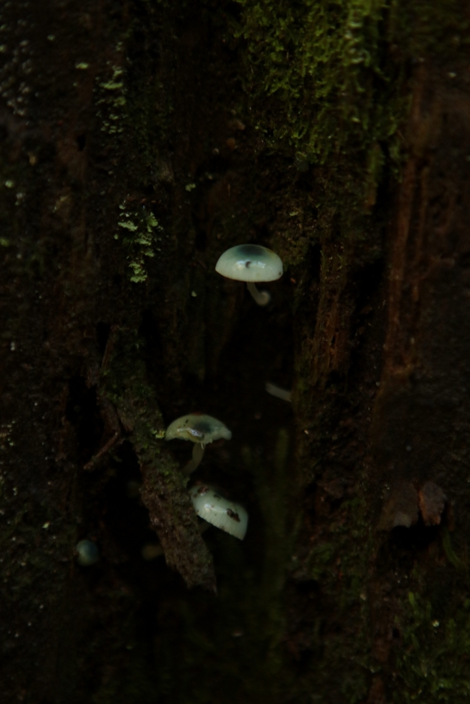 Mycena interrupta · May 2025 · photo: © kristen274 (iNaturalist, cc0)