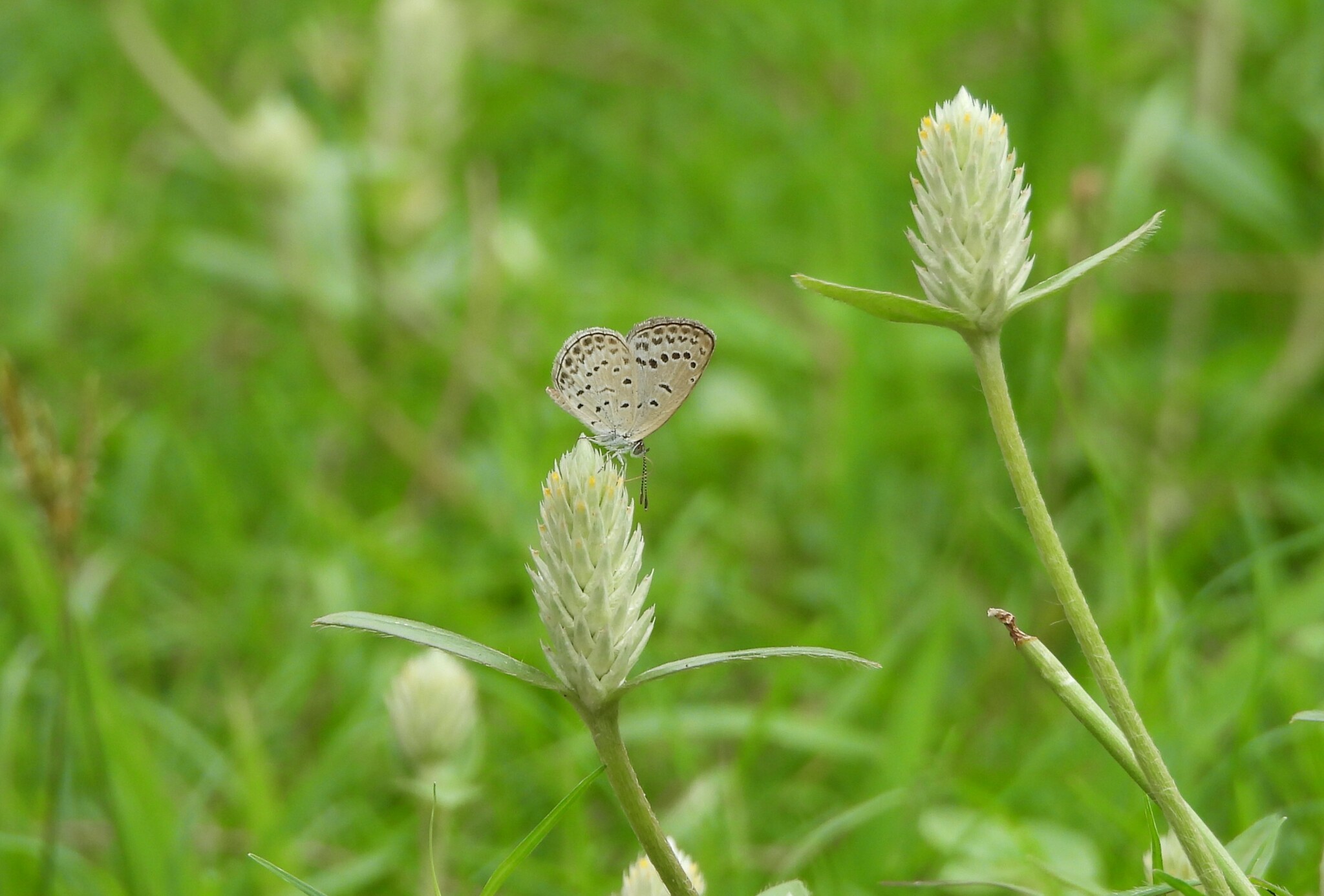 Pale Grass Blue