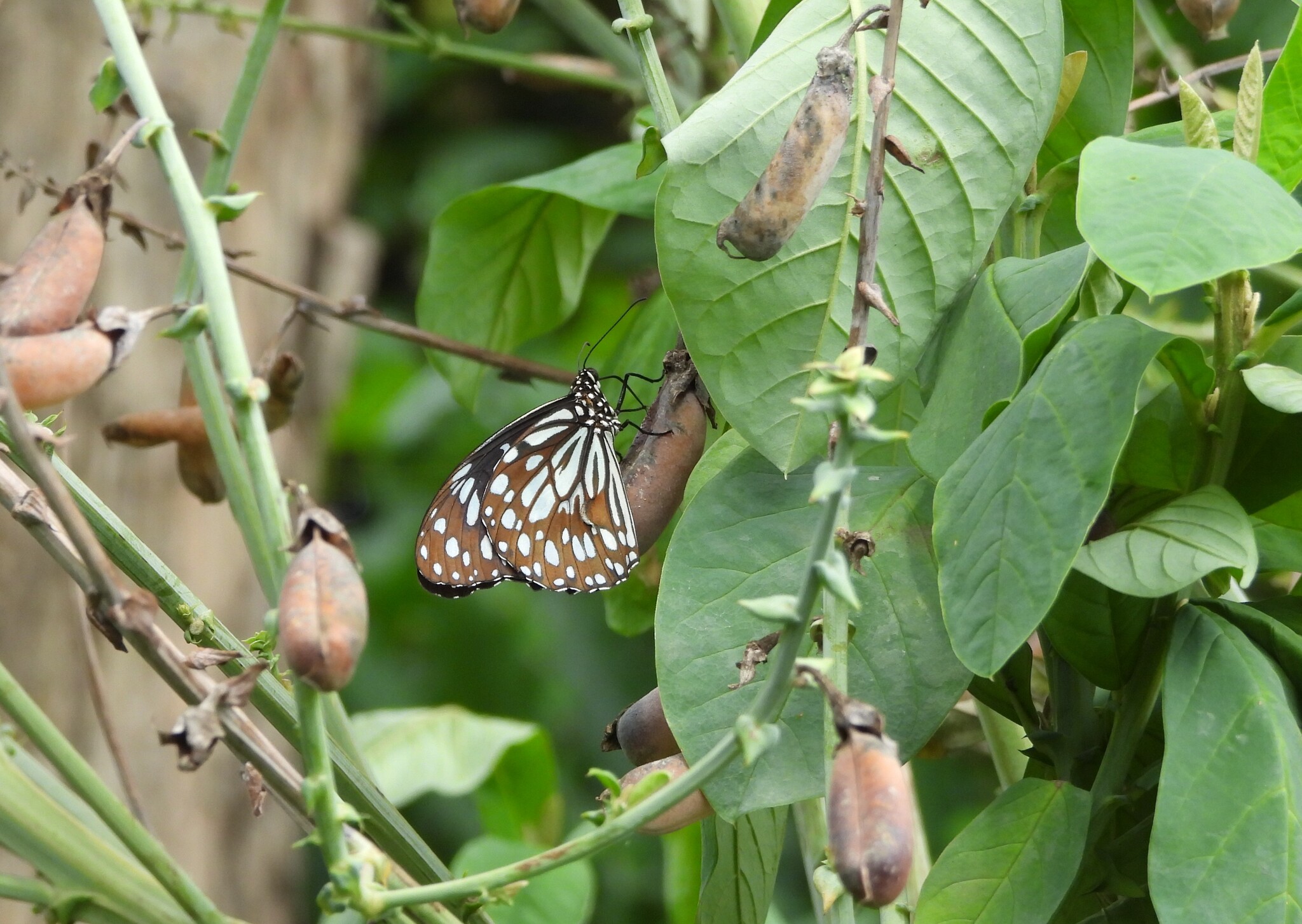 Blue Tiger