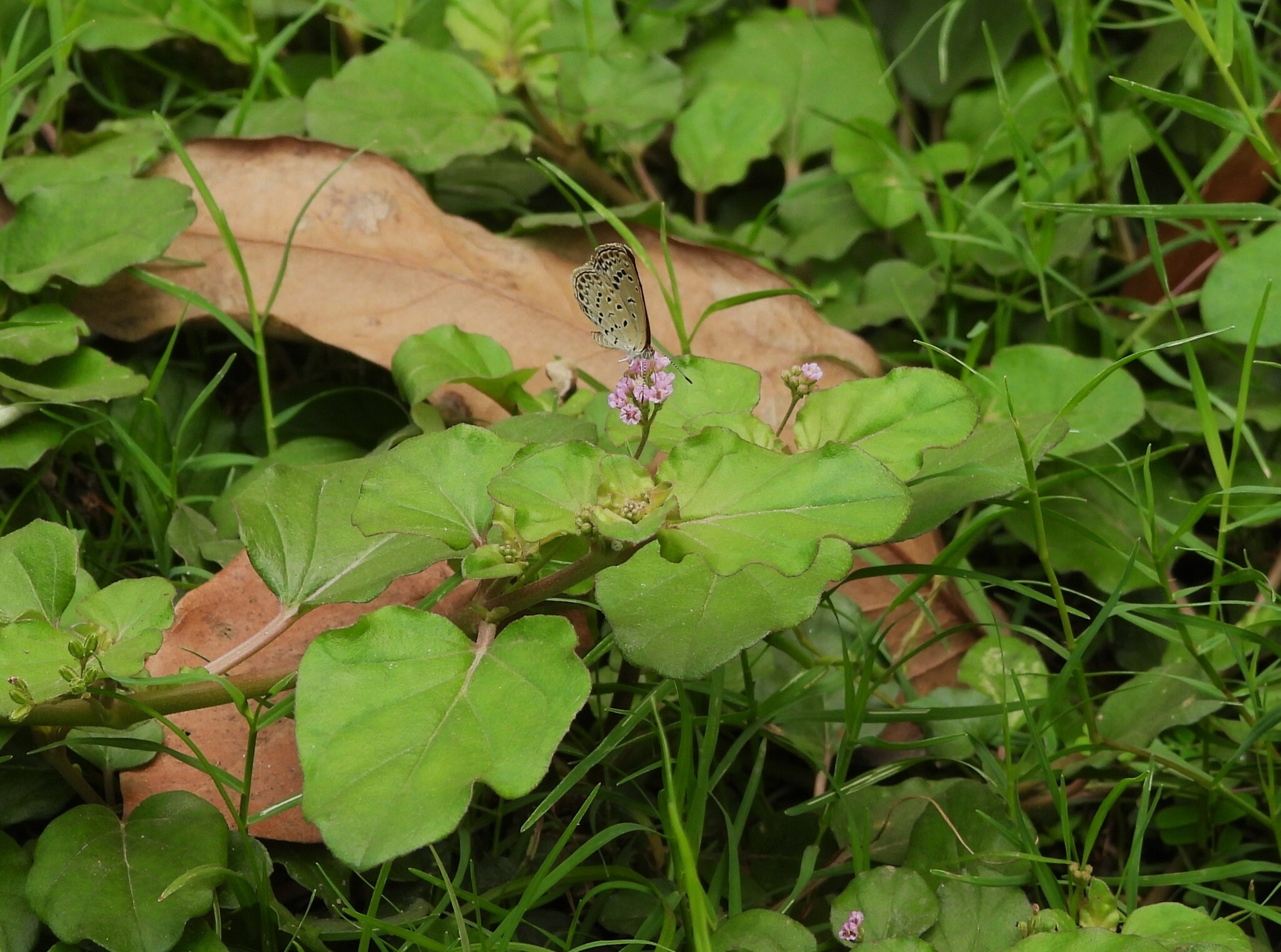Pale Grass Blue