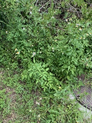 Bidens alba