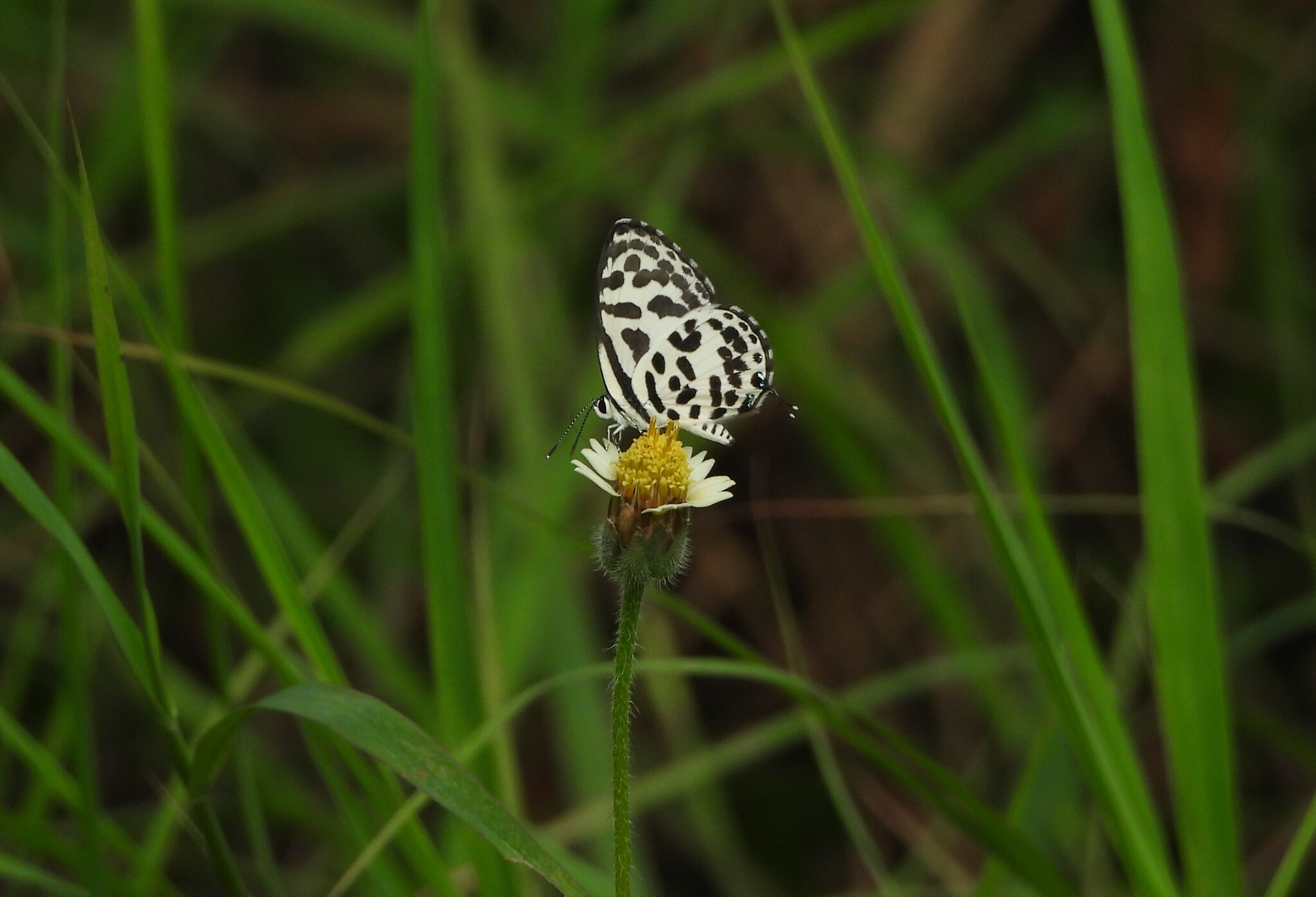 Common Pierrot