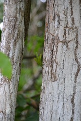 Brassavola nodosa