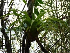 Tillandsia elongata