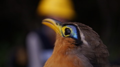 Morococcyx erythropygus