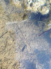 Potamogeton pusillus
