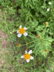 Bidens alba