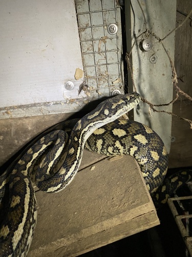 Coastal Carpet Python sighting