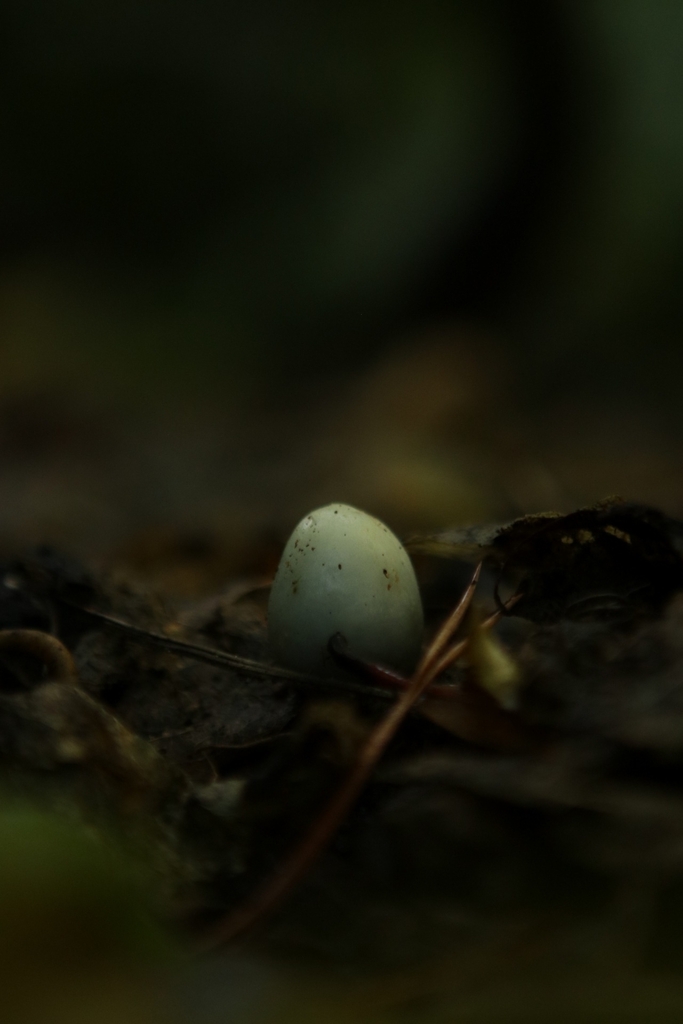 Psilocybe weraroa · May 2025 · photo: © kristen274 (iNaturalist, cc0)