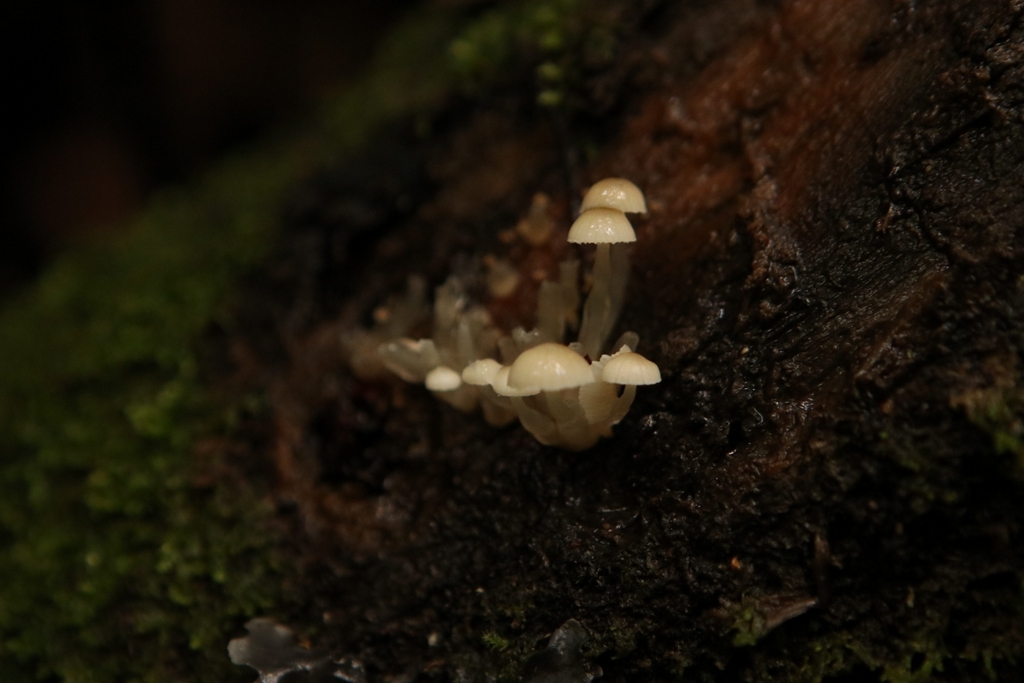 Roridomyces austrororidus · May 2025 · photo: © kristen274 (iNaturalist, cc0)