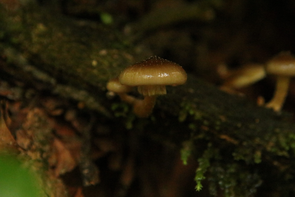 Armillaria novae-zelandiae · May 2025 · photo: © kristen274 (iNaturalist, cc0)
