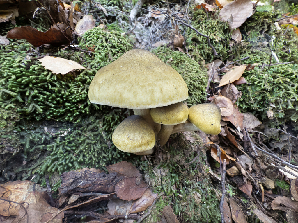 Tricholoma viridiolivaceum · May 2025 · photo: © jeremy_rolfe (iNaturalist, cc-by)