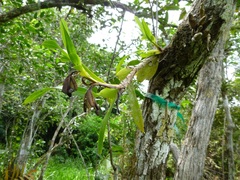 Maxillaria lutescens