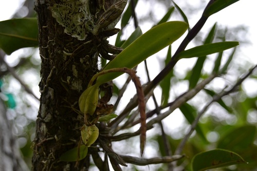Bulbophyllum pachyrachis orchid growing on a tree in Panama
