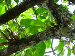 Prosthechea chimborazoensis