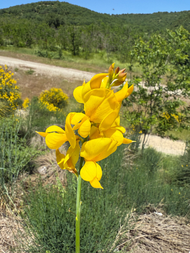 Spanish Broom