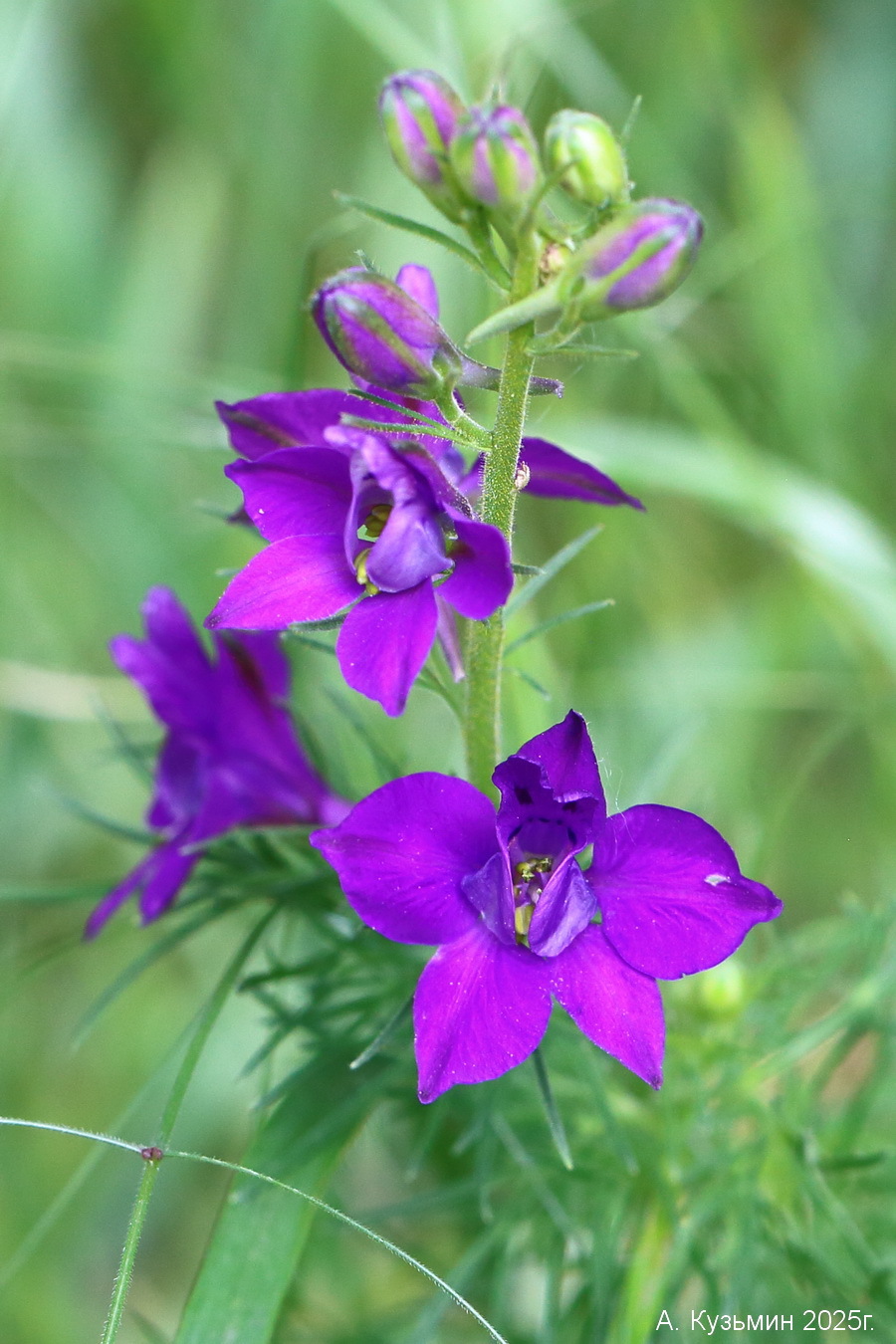 Живокость Аяксова (Delphinium ajacis)