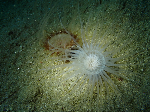 North Sea Tube Anemone, Finistère, Bretagne, FR, photo 5 of 10