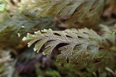 Hymenophyllum frankliniae