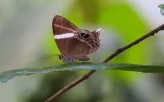 Abisara chela