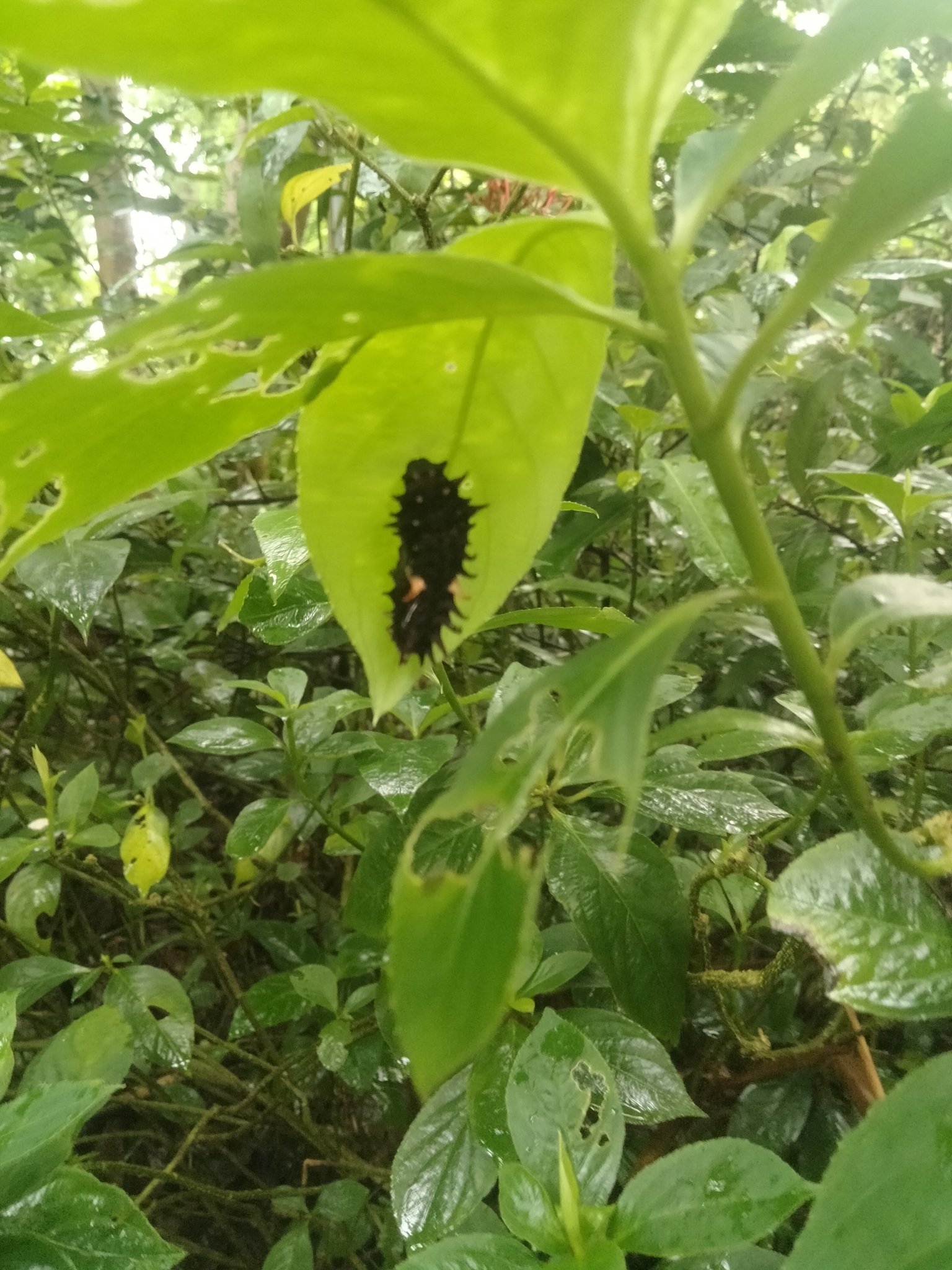 Sahyadri Birdwing