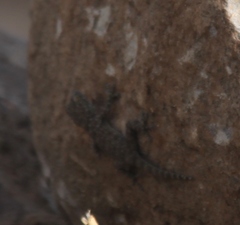 Ptyodactylus puiseuxi