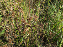 Juncus validus