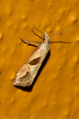 Eugnosta bimaculana