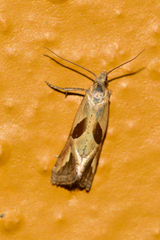 Eugnosta bimaculana