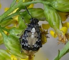 Megabruchidius dorsalis