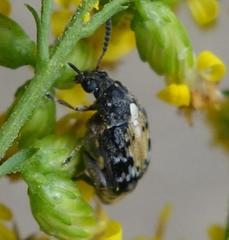 Megabruchidius dorsalis