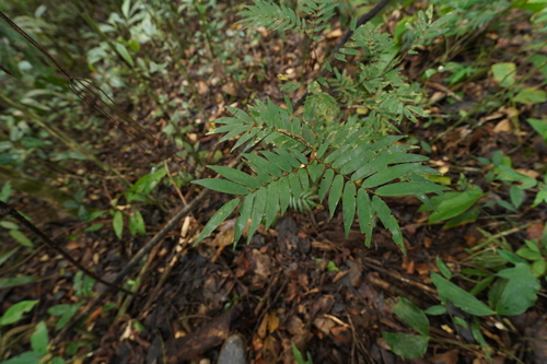 Cynometra plurijuga observed 2025-05-25