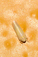 Dalbulus elimatus