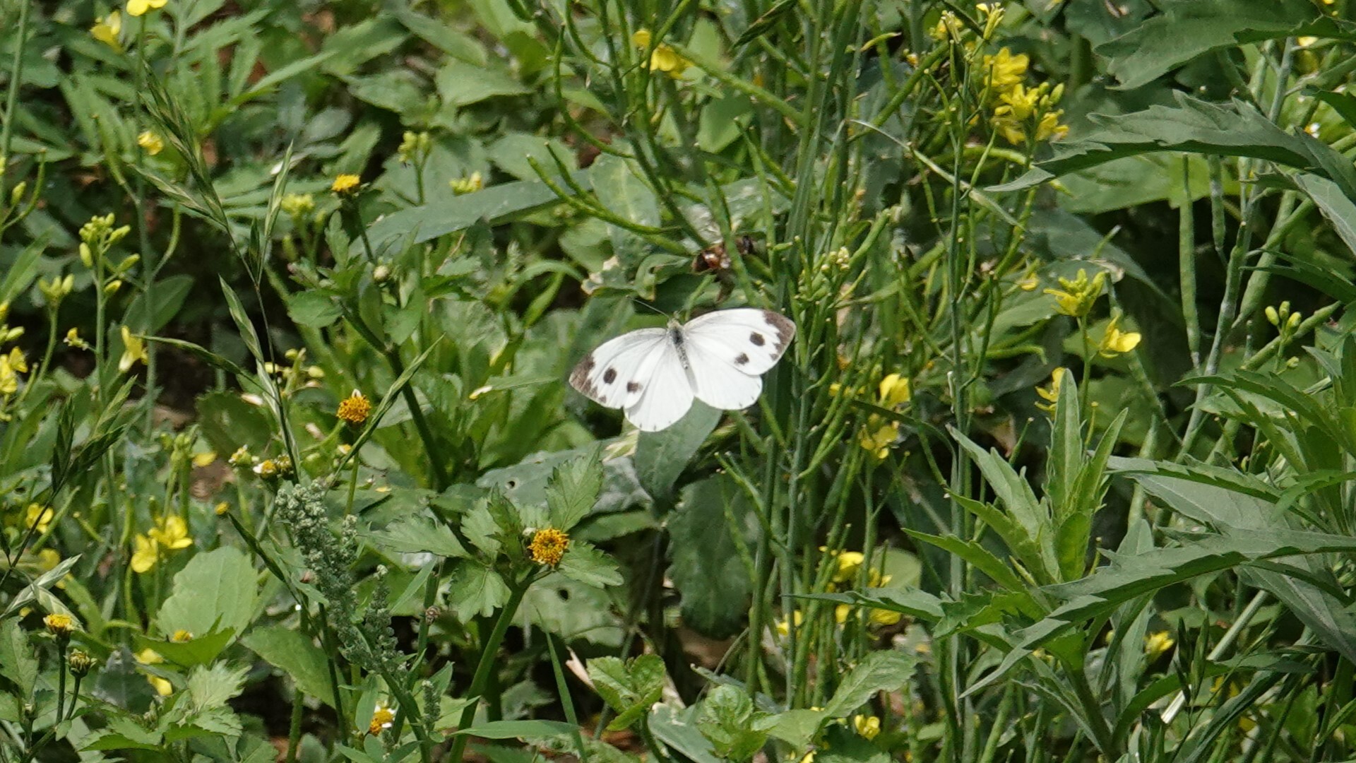 Asian Cabbage White