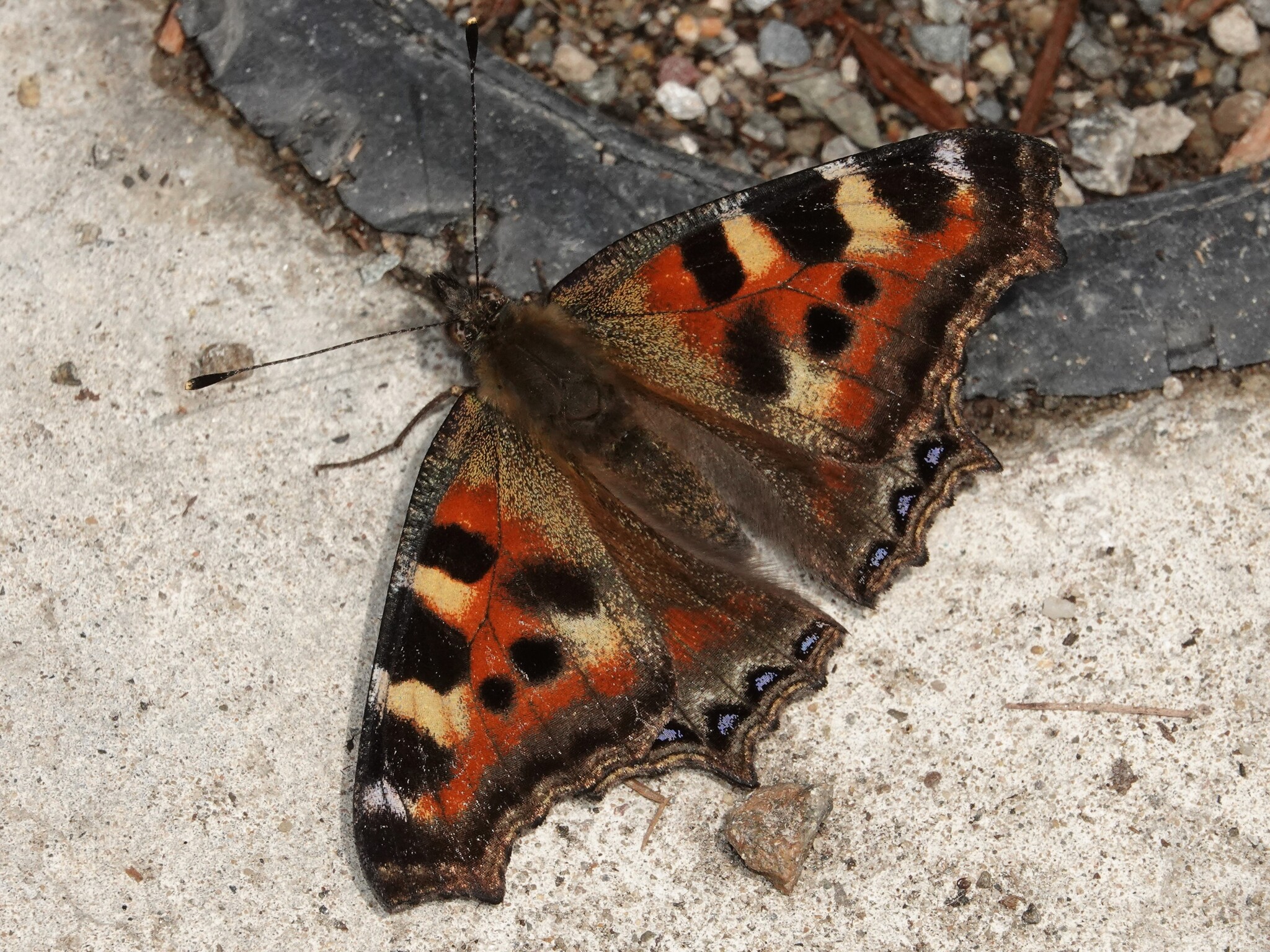Indian Tortoiseshell