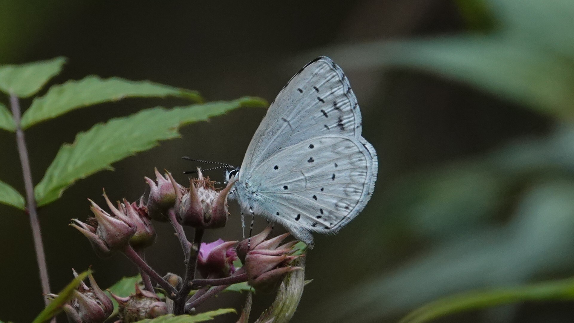 Silvery Hedge Blue