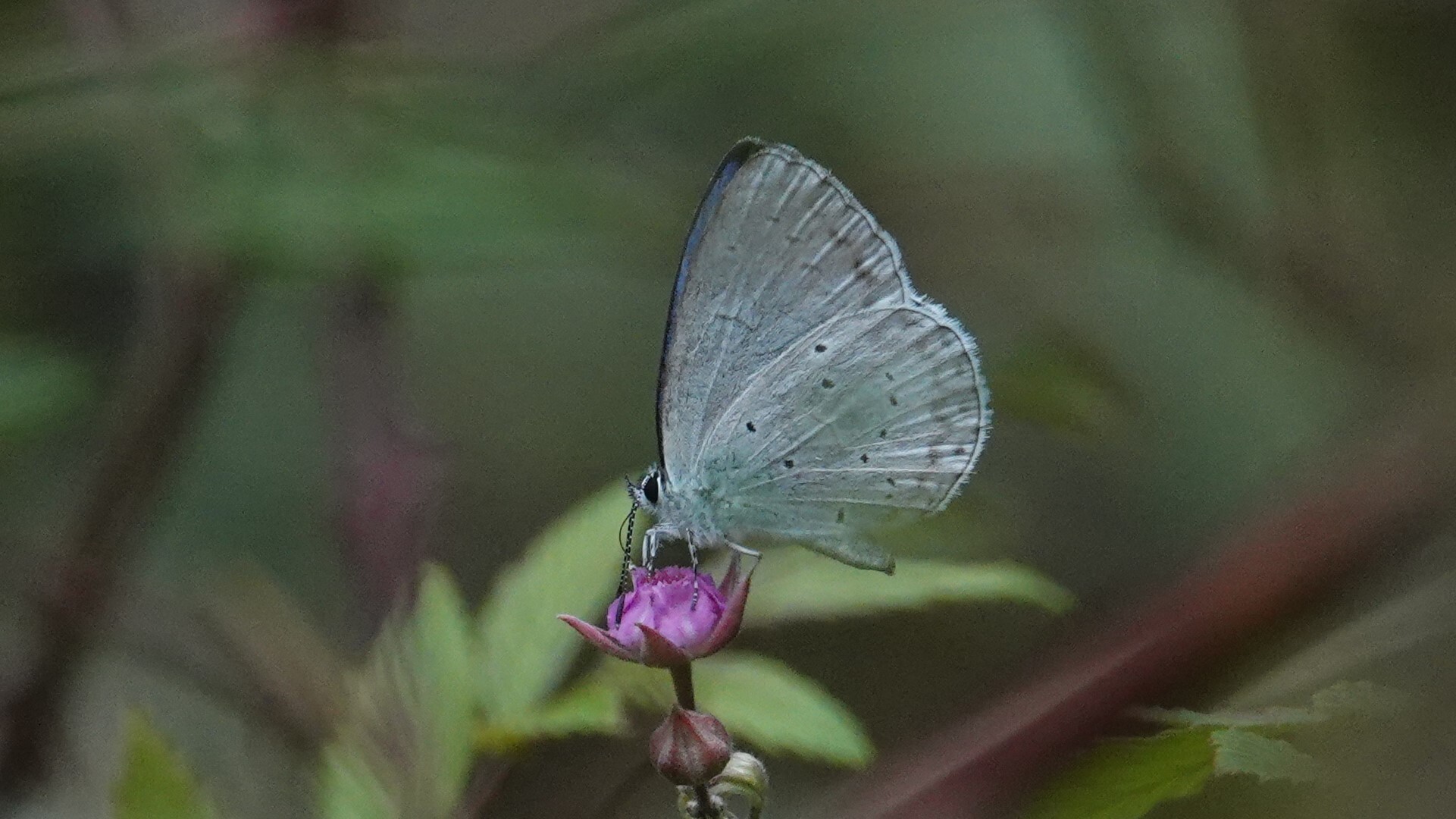 Silvery Hedge Blue
