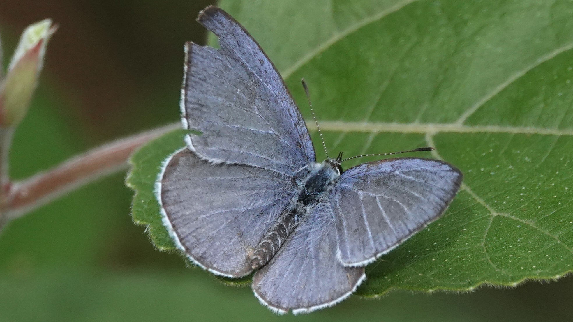 Silvery Hedge Blue