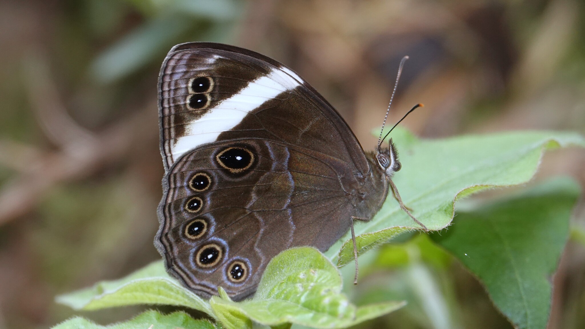 Straight-Banded Treebrown
