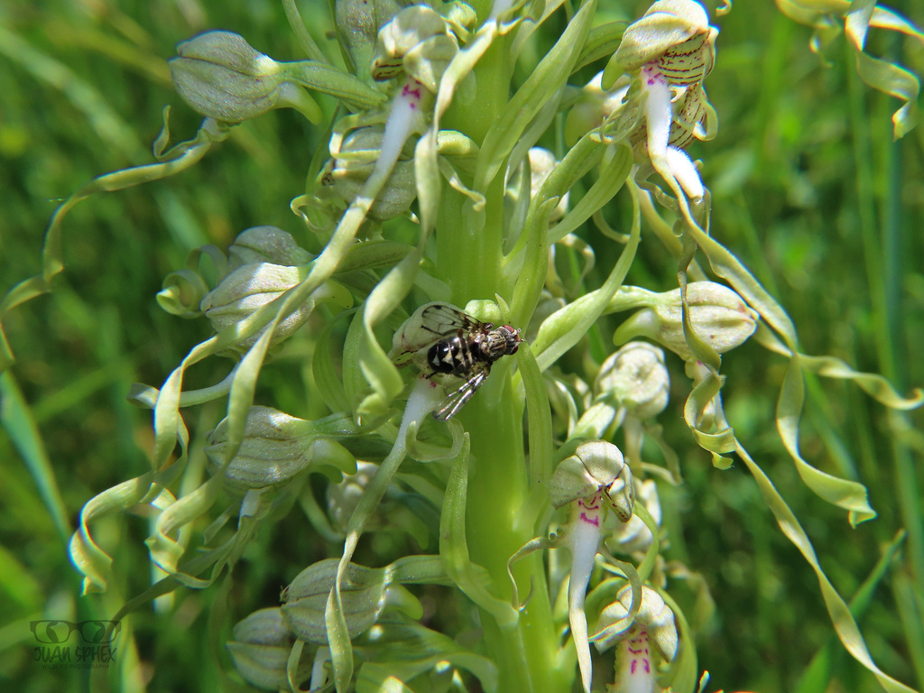 Otites maculipennis
