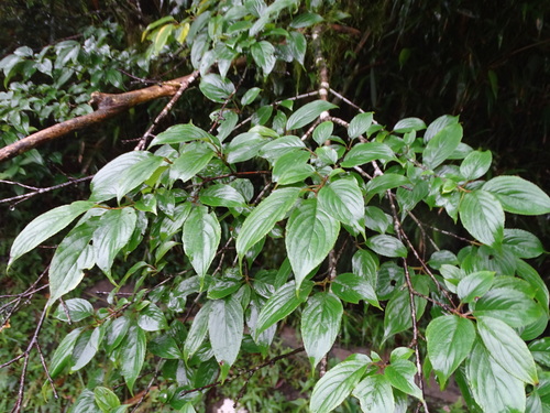 Rhamnus nakaharae observed 2025-05-27