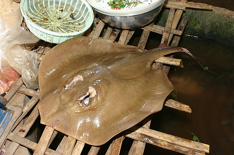Mekong Freshwater Stingray